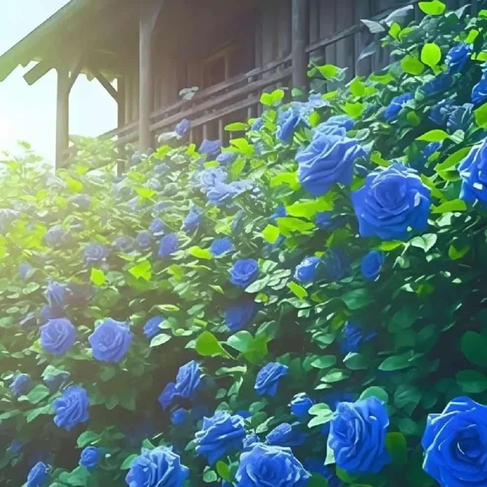 Blue Climbing Rose Seeds